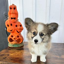 Atlas - Red male Pembroke Welsh Corgi puppy in Flat Rock, Alabama from Fluffy Butt Acres