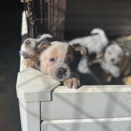 Rogue - Red speckled male Australian Cattle Dog puppy in Cottage Grove, Oregon from Heirloom Ranch