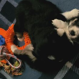 Miniature Australian Shepherd Puppies from M&B Mini Aussies