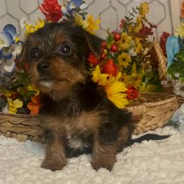 Buster - Black and tan male Yorkshire Terrier puppy in Elgin, South Carolina from Silver Bells Paw Prints