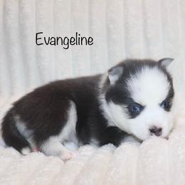 Girl 1 - Blue female Pomsky puppy in Denham Springs, Louisiana from Bayouland Pomskies