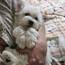 Casey - White male Mal-Shi puppy in Halifax, Virginia from Sweetest Puppy 4 Me