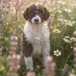 Phil - Parti male Poodle puppy in Spring Hills, Florida from The Olympus Standard Poodle