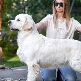 Primera - Golden Retriever