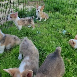American Corgi Puppies from Thomas Corgi's