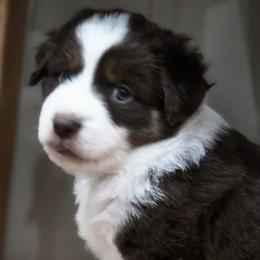 Chedder - Red tri-color male Miniature American Shepherd puppy in Santa Rosa, California from BennettValleyAussies