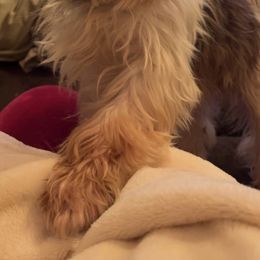 Yorkshire Terrier All Grown Up from Kristen’s yorkies