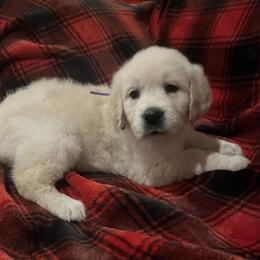 Girl 5 - Light golden female Golden Retriever puppy in Berea, Kentucky from Lucky Golden Ranch