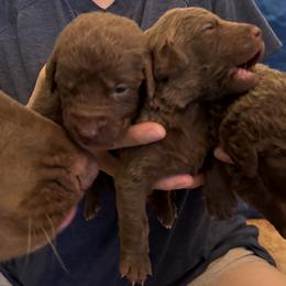 Chesapeake Bay Retrievers from Cedar Ridge Chessies