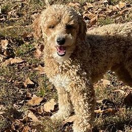 Poodles from Shrift Stud Dogs