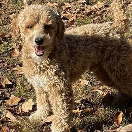 Poodles from Shrift Stud Dogs