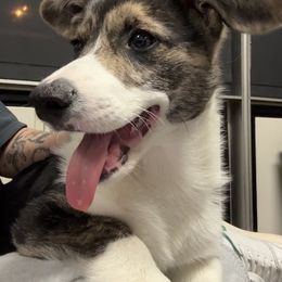 American Corgi, Cardigan Welsh Corgi, and Pembroke Welsh Corgi Puppies from Enok Corgis