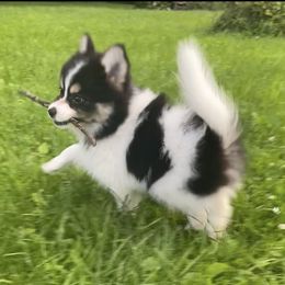 Pomsky Puppies from Rustic Pomskies