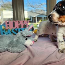 Lily - Piebald Dachshund puppy in Sherman, Texas from Hardy Miniature Dachshunds