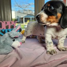 Lily - Piebald Dachshund puppy in Sherman, Texas from Hardy Miniature Dachshunds