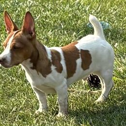 Mastiff and Teddy Roosevelt Terrier Puppies from Margo Lauritsen