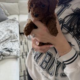 Purple girl - Red  female Goldendoodle puppy in Nampa, Idaho from Mar Doodles LLC