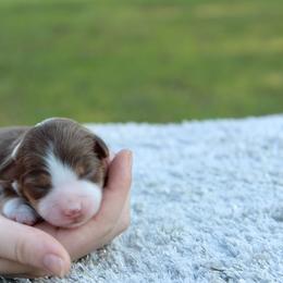 Sage - Red tri female Toy Australian Shepherd puppy in Bauxite, Arkansas from J and B Mini Aussies