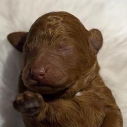 The Little Gentleman - Red  male Poodle puppy in Davie, Florida from Dave Poodles