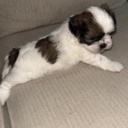 Shy girl - Brindle and white female Shih Tzu puppy in Azusa, California from RJ Shih Tzu lover