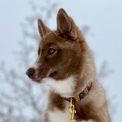 Native American Indian Dog Puppies from Corn Moon Kennels