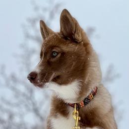 Native American Indian Dog Puppies from Corn Moon Kennels