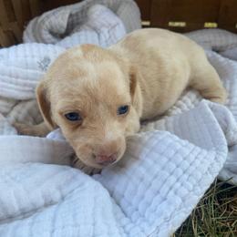 Mira - Dapple female Dachshund puppy in Grove, Oklahoma from A&W Doxies