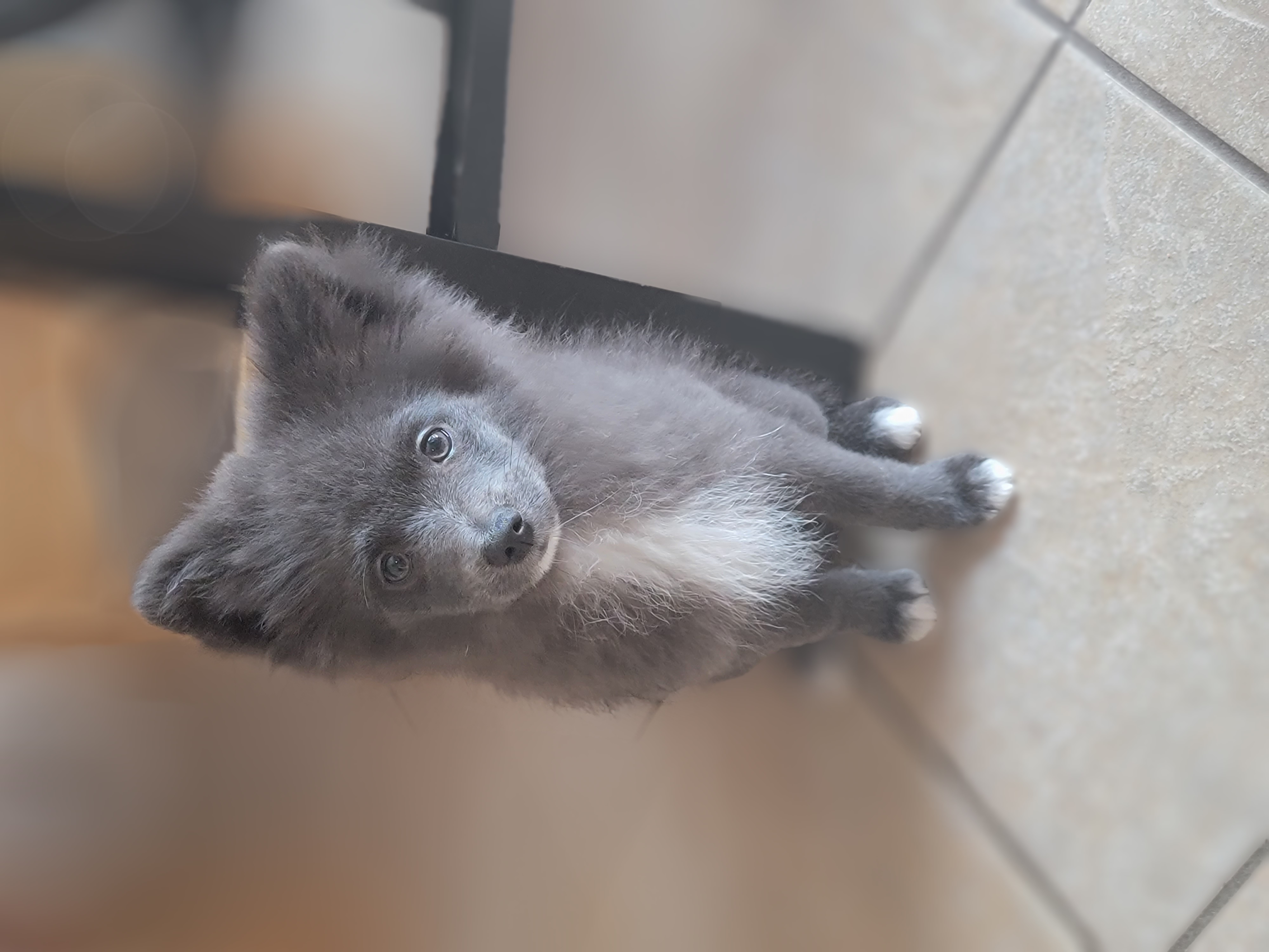 Pomeranian Puppies from KB Pom Pups