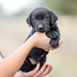 Red Girl - Black female Labrador Retriever puppy in Pasco, Washington from Mid-Columbia Labradors