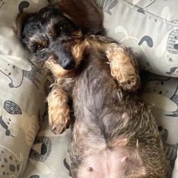 Dachshund puppies from Millenia Mini Wire Hair Dachshunds