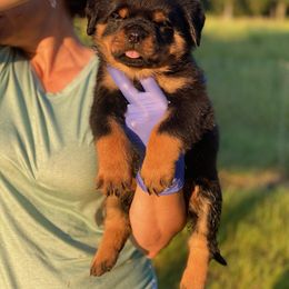 Girl 1 - Rottweiler puppy in Batesburg, South Carolina from Vom Haus Bulnes