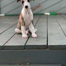 Whippet Puppies from Liberty Whippets