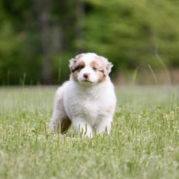 Australian Shepherd Puppies from Blackwater Australian Shepherds