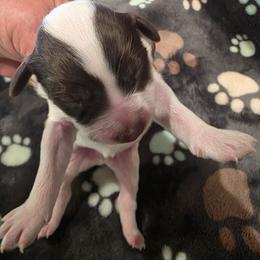 Boy 5 - Brown and white male Portuguese Water Dog puppy in Indianola, Utah from Mlee puppies
