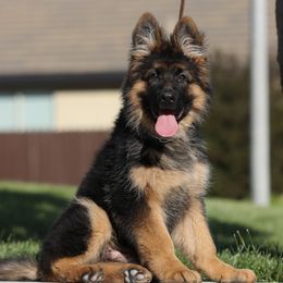 Wade Wilson v.d. Baren - Black and red German Shepherd puppy in El Dorado, California from von den Bären Shepherds