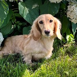 Willow - Dachshund