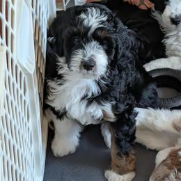 Thor - Black tri-color male Aussiedoodle puppy in New Durham, New Hampshire from Ridgeview Aussiedoodles