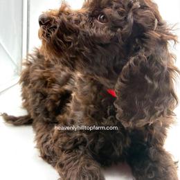 10. POPPY - RED COLLAR GIRL - Chocolate female Goldendoodle puppy in Charlo, Montana from Heavenly Hilltop Farm