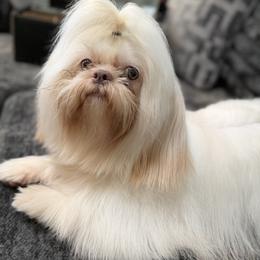 Luca - Shih Tzu
