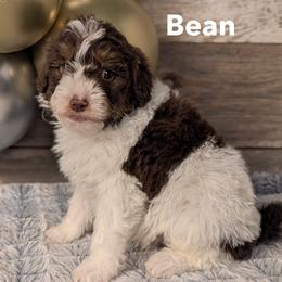 Bean - Brown and white male Bernedoodle puppy in Heyworth, Illinois from Cobble Creek Puppies
