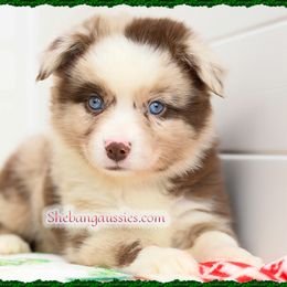Nutmeg - Red merle female Miniature Australian Shepherd puppy in Ellsinore, Missouri from Shebang Aussies