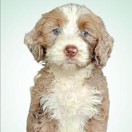 Bowie - Merle male Bernedoodle puppy in Glenford, Ohio from Mi-De Doodles