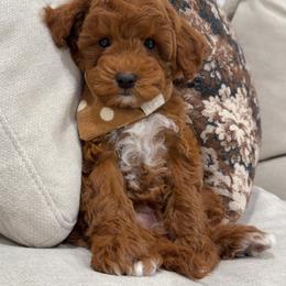 Stella - Red  female Goldendoodle puppy in Anaheim, California from Cuddle Bear Doodles