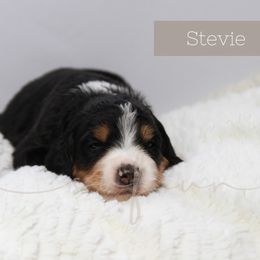 Bernedoodle and Poodle Puppies from SoFun Doodles & Poodles