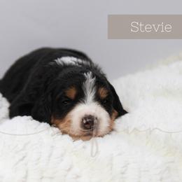 Bernedoodle and Poodle Puppies from SoFun Doodles & Poodles