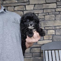 Jett - Black and white male Cavapoo puppy in Apple Creek, Ohio from Grandeur Valley Puppies