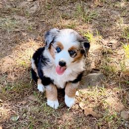Dolly - Blue merle female Miniature American Shepherd puppy in Prairie Grove, Arkansas from IQ Farms
