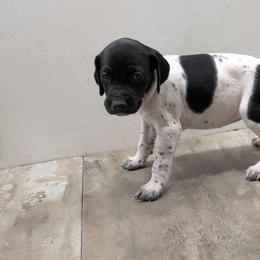 Black Girl 9173 - Black and white female German Shorthaired Pointer puppy in Spring Hope, North Carolina from Hogan’s Lowrider Hounds