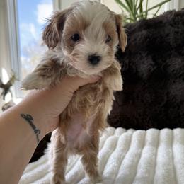 Cupid  reserved for Lisa - Apricot male Maltipoo puppy in Fredericktown, Missouri from Doodle Pups Fur-Ever