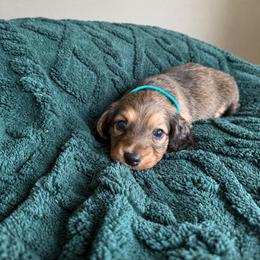 Enzo - Cream male Dachshund puppy in Molino, Florida from Dooney's Dachshunds